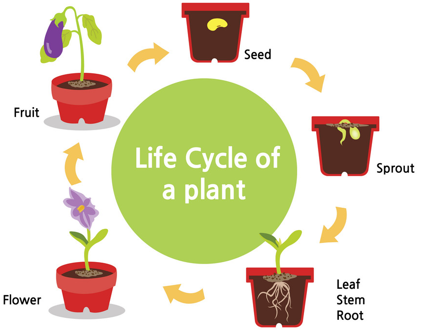 life cycle of a seed plant